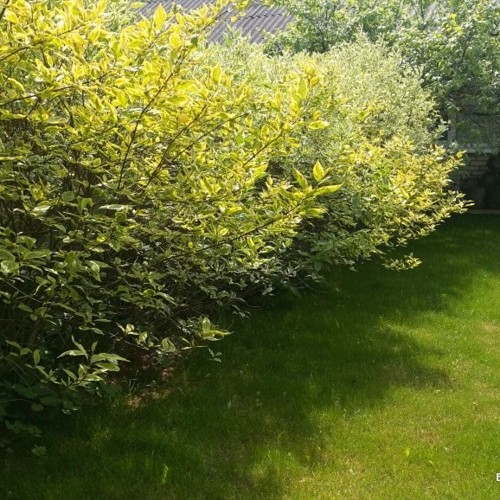 Cornus alba 'Gouchaultii' - Siberi kontpuu 'Gouchaultii' P9/0,55L